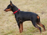 Miniature Pinscher thumbnail